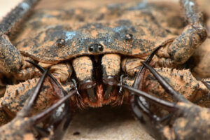 Amblipígios: como eles controlam as pragas?