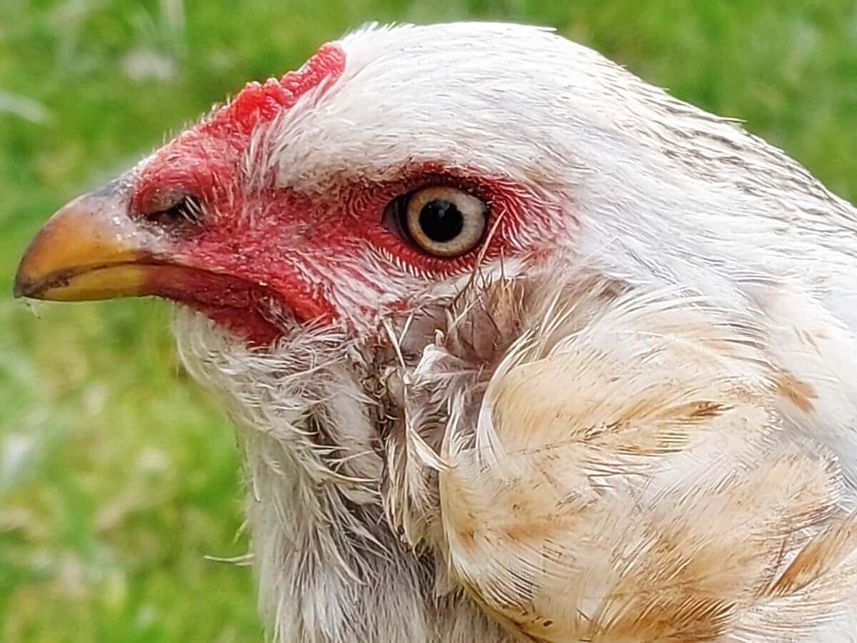 A cabeça de uma galinha araucana.