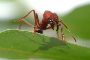 Saúva-cabeça-de-vidro: habitat e características