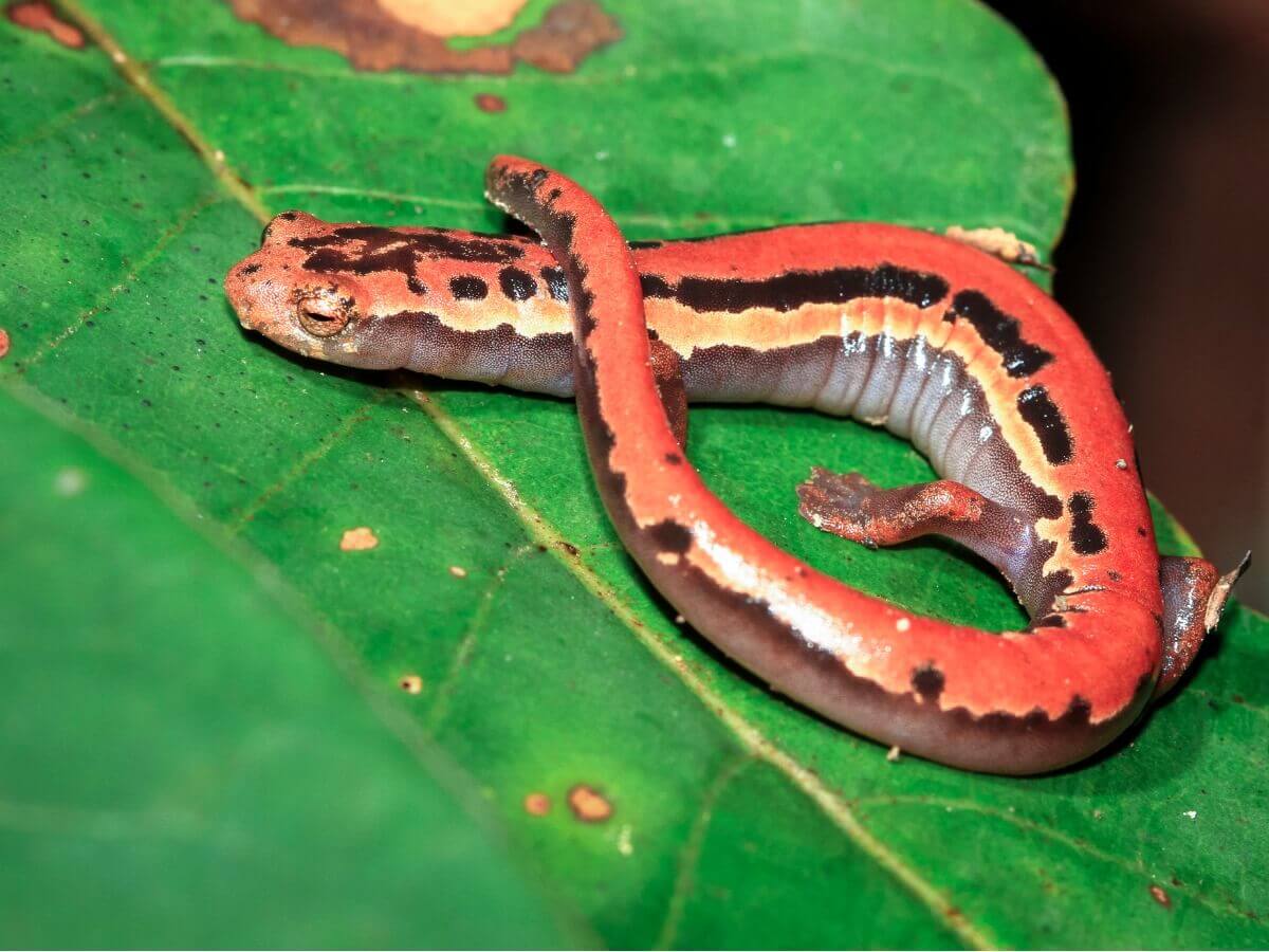 Essa salamandra é uma das espécies perdidas.