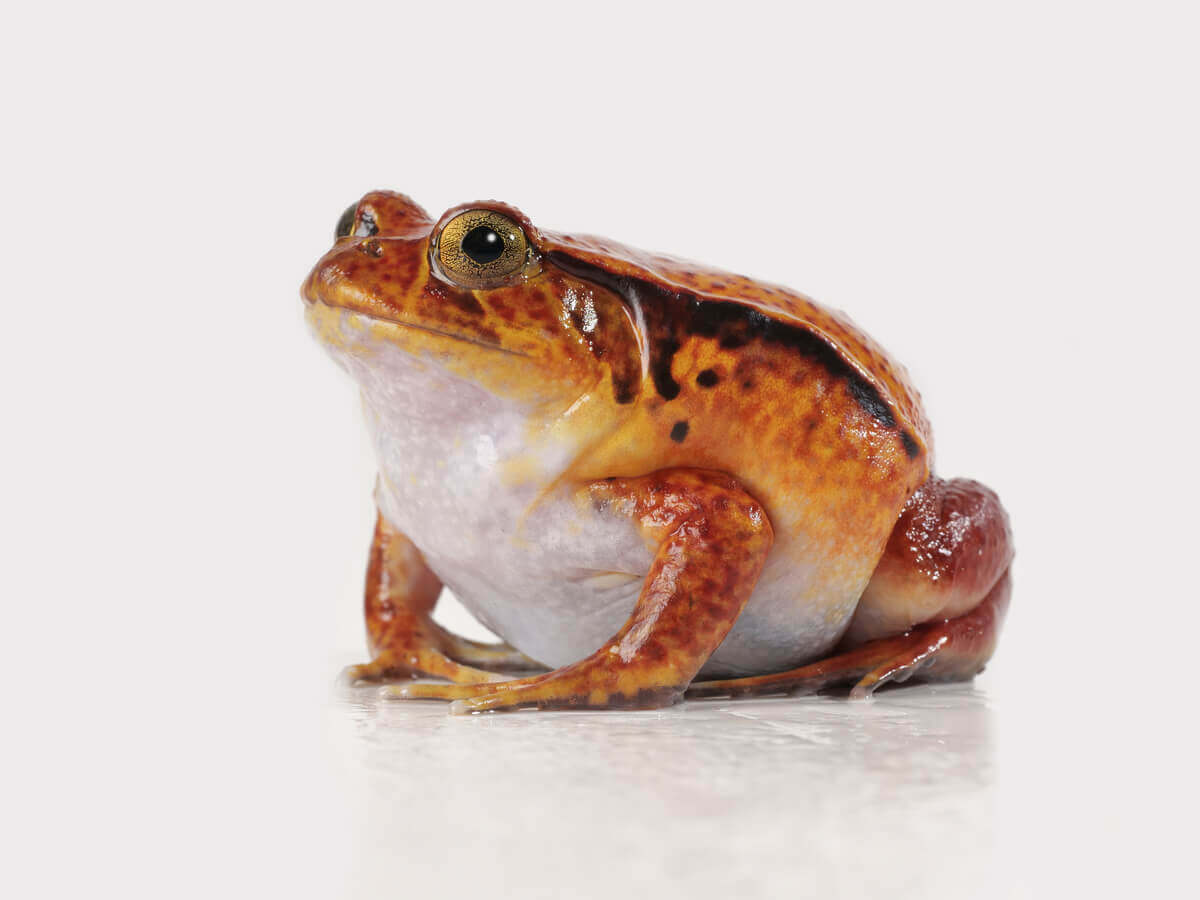 Um sapo Dyscophus em um fundo branco.