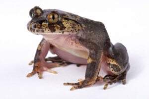 Existem sapos peludos?