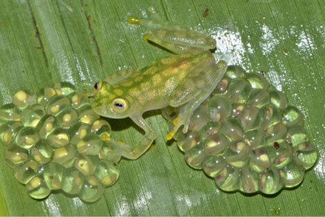 Crípse: um sapo de vidro com seus ovos e sua camuflagem.