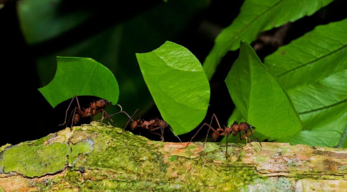 Saúvas-cabeça-de-vidro carregando folhas para o formigueiro
