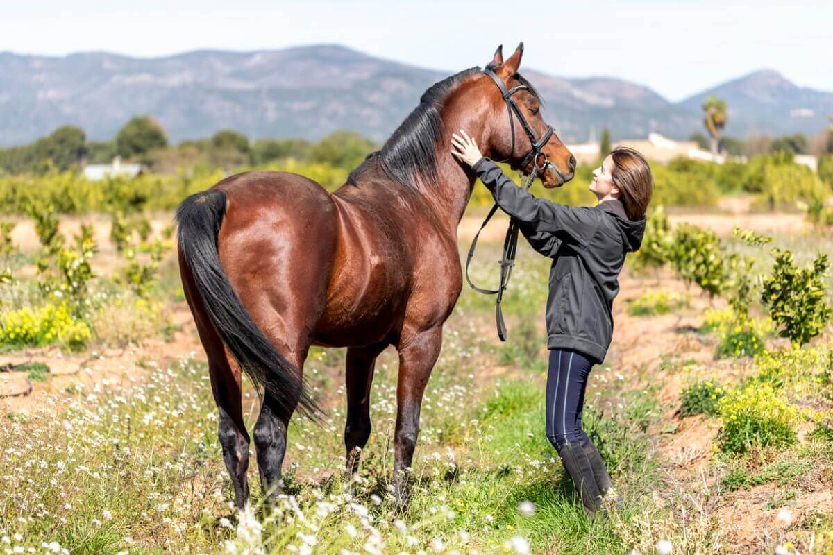 Um cavalo árabe-espanhol e sua tutora.