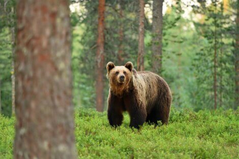 Um urso pardo olhando para a câmera.