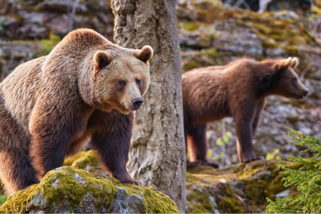 5 animais que hibernam e suas características