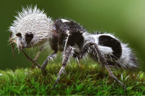Um dos insetos mais raros do mundo.