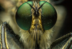 Os 10 insetos mais raros do planeta