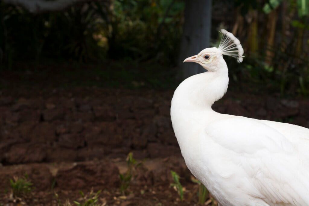O curioso caso do pavão albino
