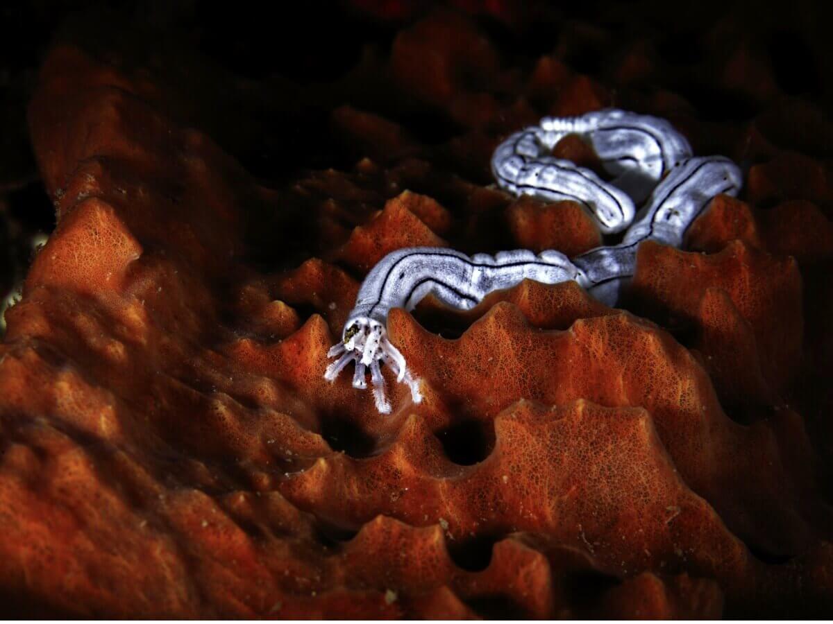 Um dos animais sem sistema nervoso.