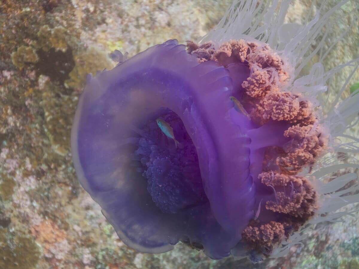 As medusas são animais sem ossos.