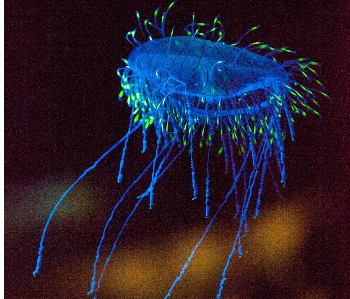 A bioluminescência da água viva Olindias formosa