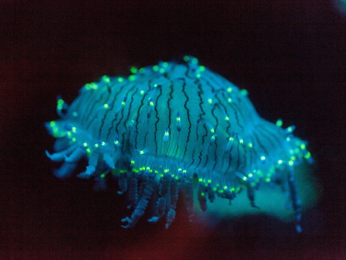 Tentáculos e luzes da água viva Olindias formosa