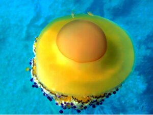 Água-viva ovo frito: distribuição, características e alimentação