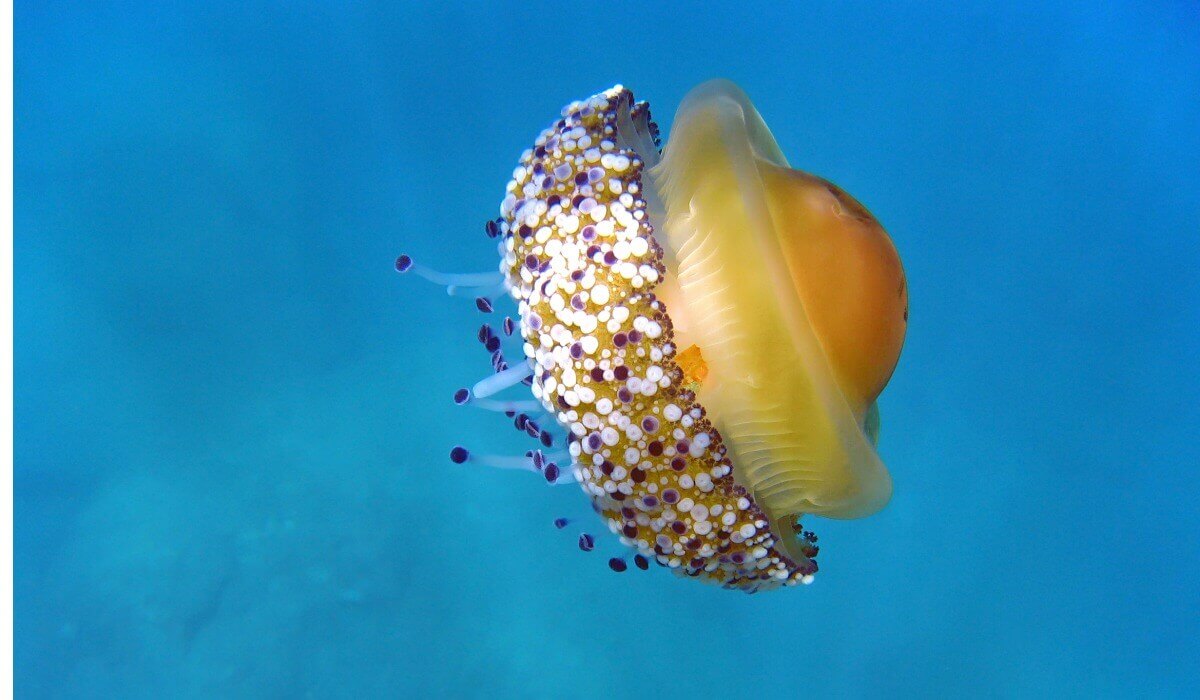 Uma água-viva ovo frito no mar.
