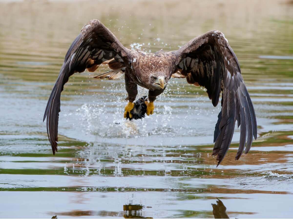 Águia-rabalva segurando presa.
