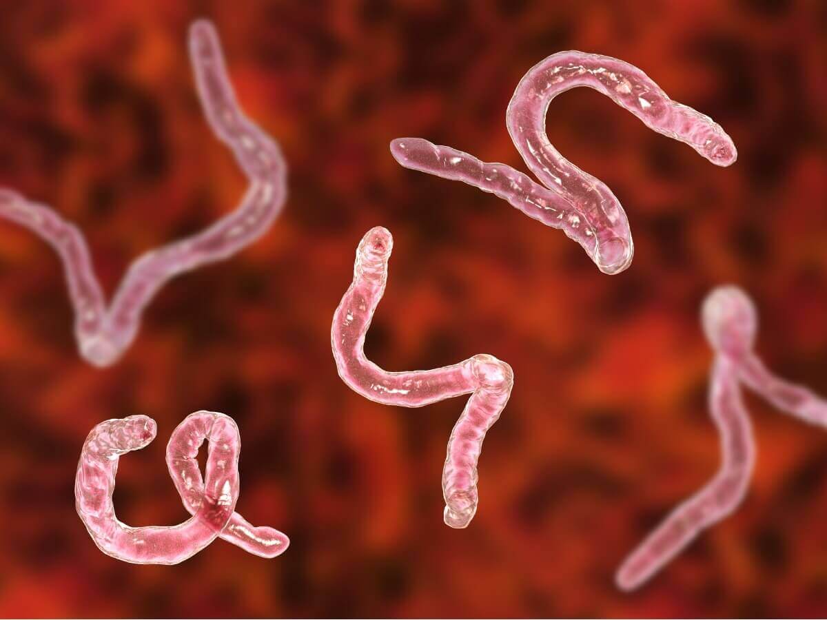 Um grupo de ancilóstomos.