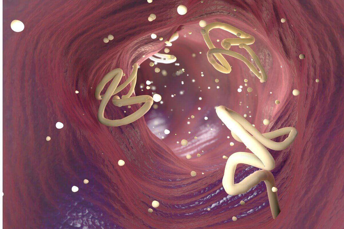 Um exemplo de ancilostomíase em gatos.