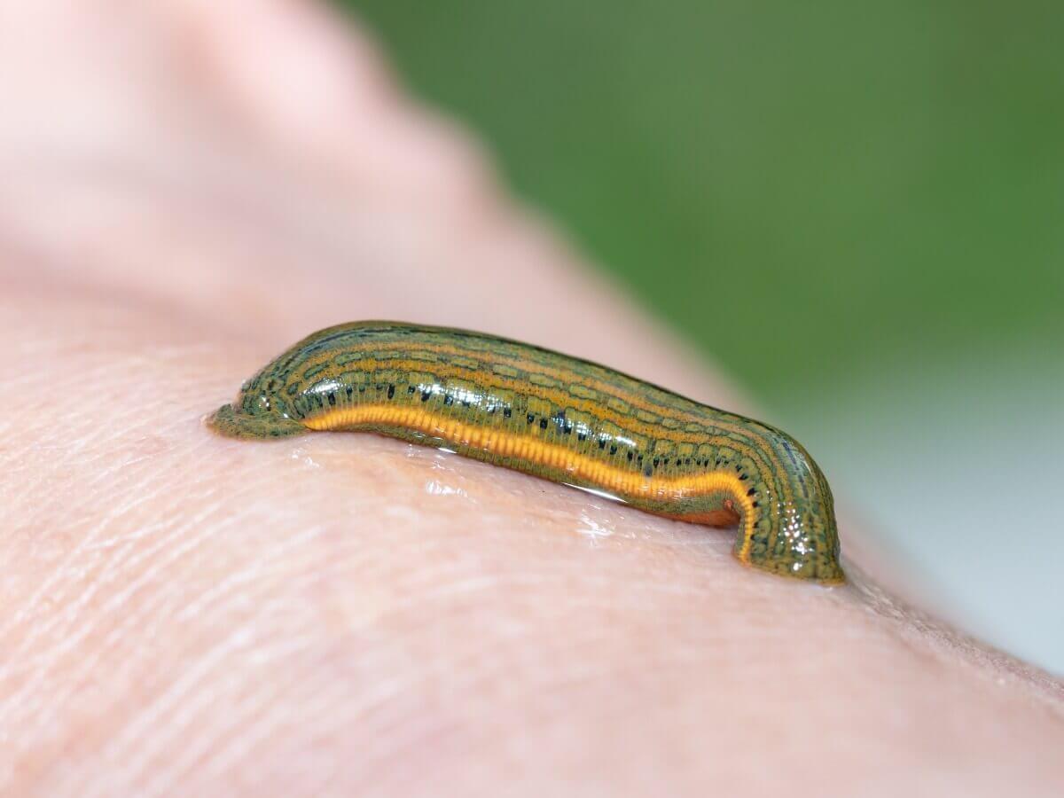 Um anelídeo sanguessuga.