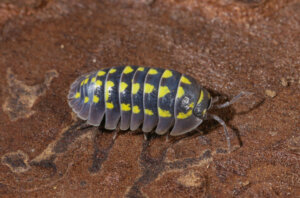 O que são os animais decompositores?