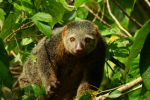 Por que nem todos os animais podem ser domesticados?