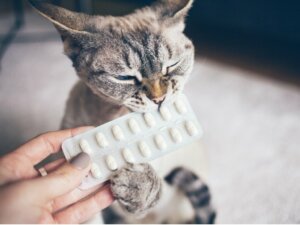 Anti-histamínicos para gatos: posologia e efeitos secundários