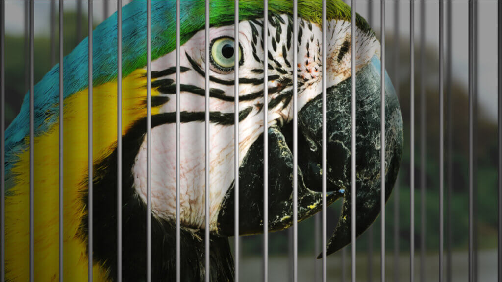 7 aves domésticas em risco de extinção