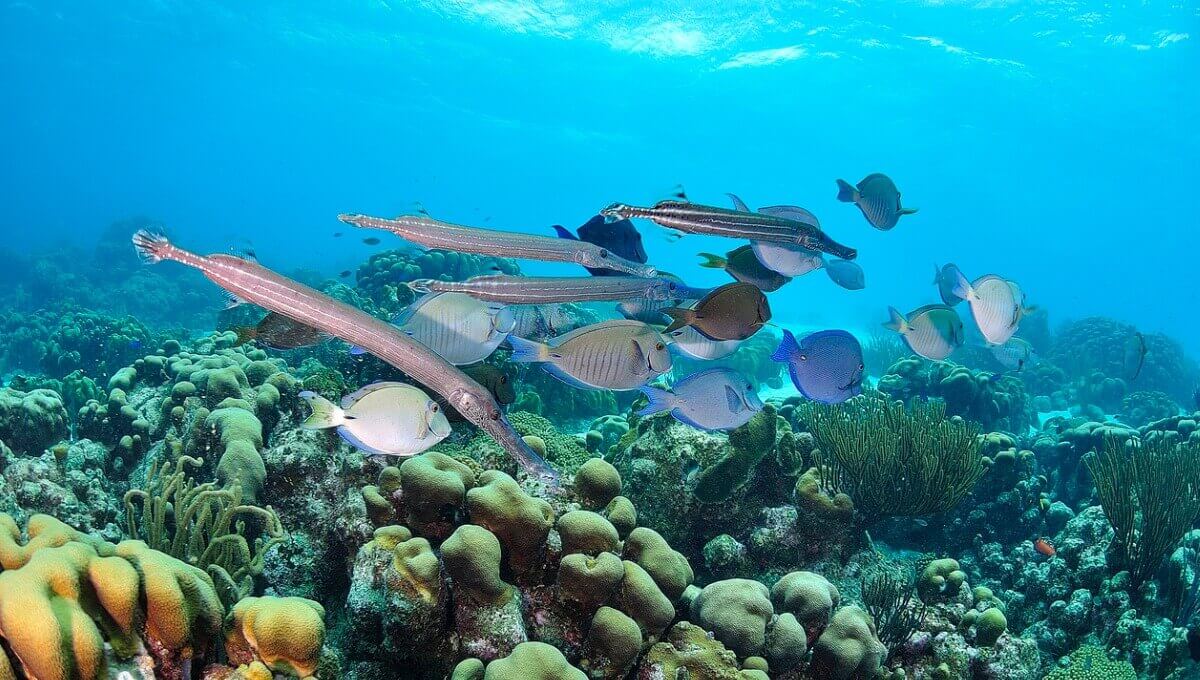 Um grupo de peixes em um recife.