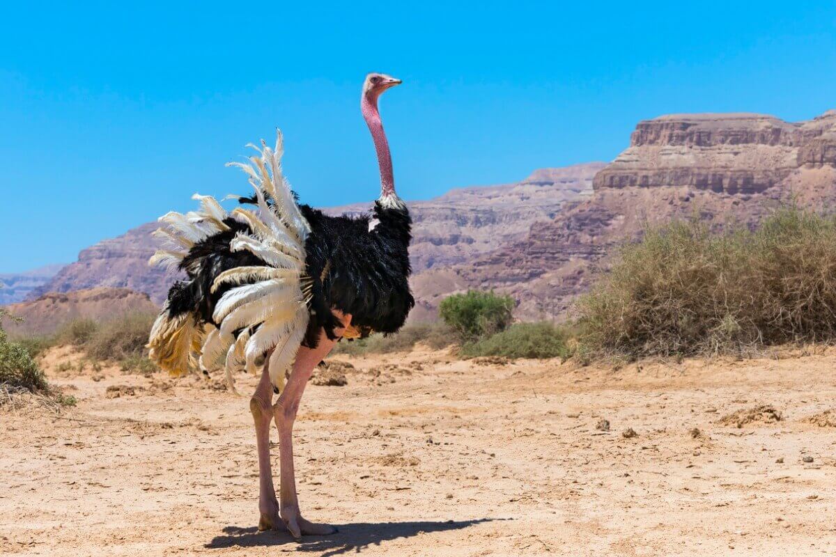 Você conhece o comportamento do avestruz?