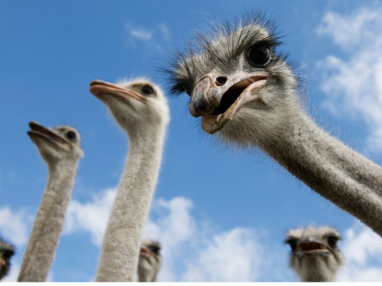O comportamento do avestruz