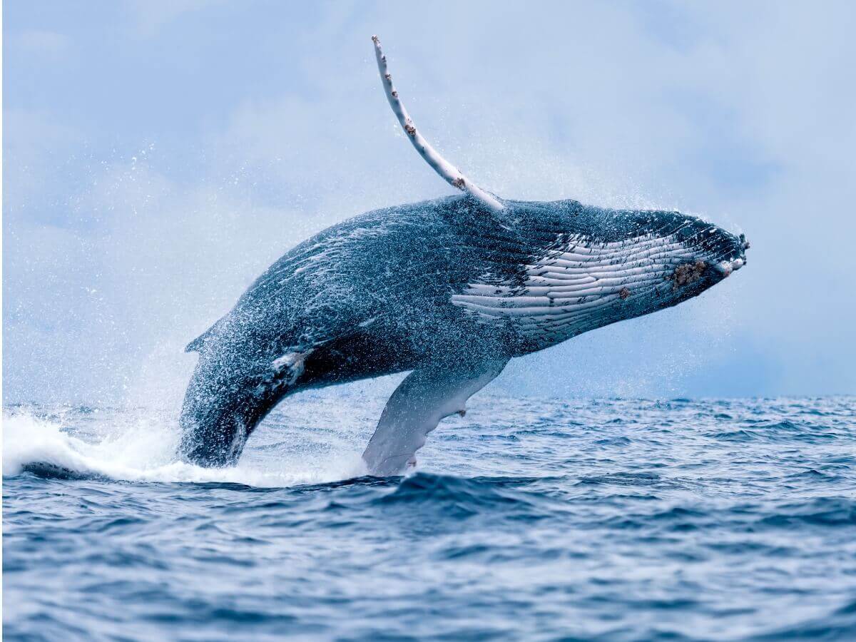 Uma grande baleia-jubarte saltando.