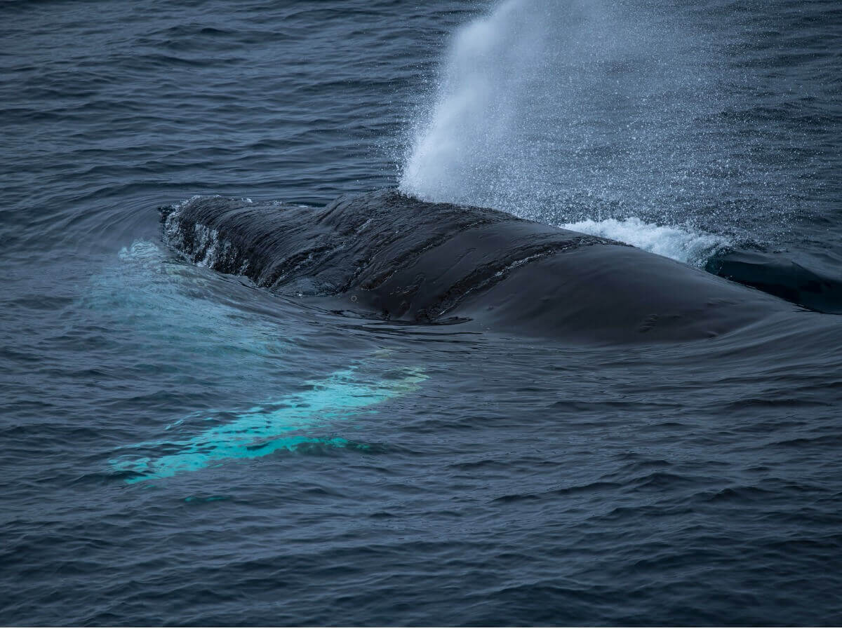 Você sabe como as baleias respiram?