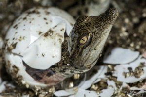 Como os crocodilos se reproduzem?