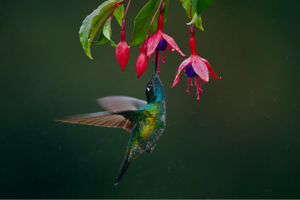 Por que o beija-flor bate as asas tão rápido?