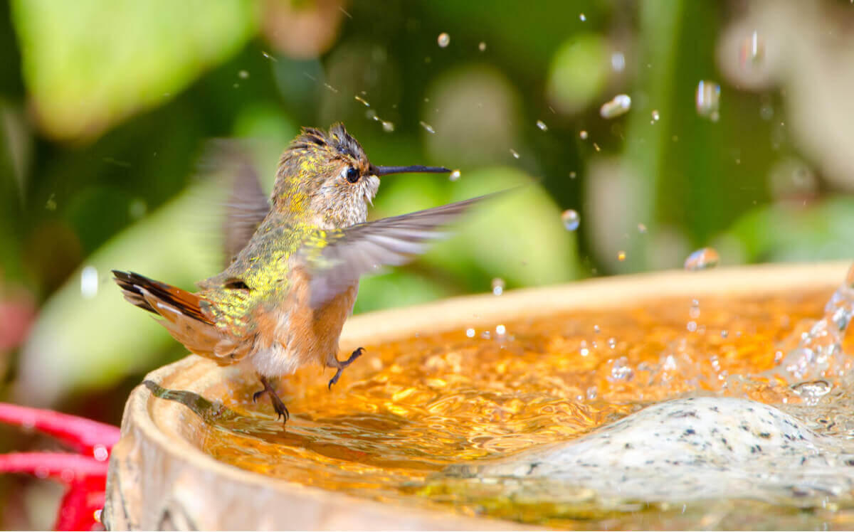 Um beija-flor se banhando em uma fonte.