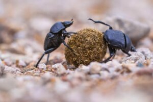 4 animais selvagens que praticam coprofagia