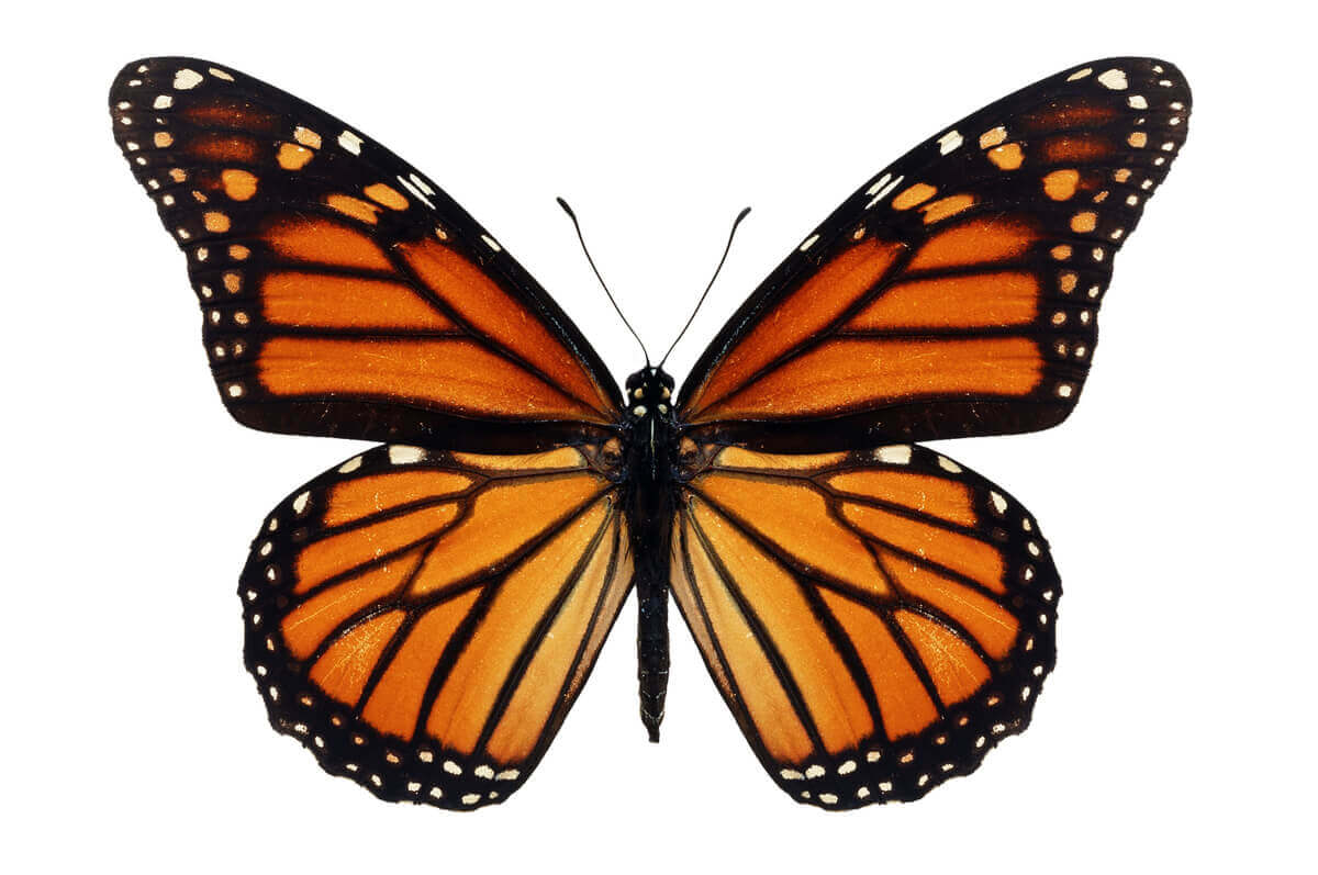 Uma borboleta-monarca em um fundo laranja.