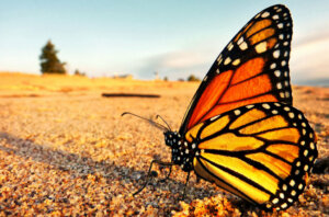 A borboleta-monarca está em perigo de extinção