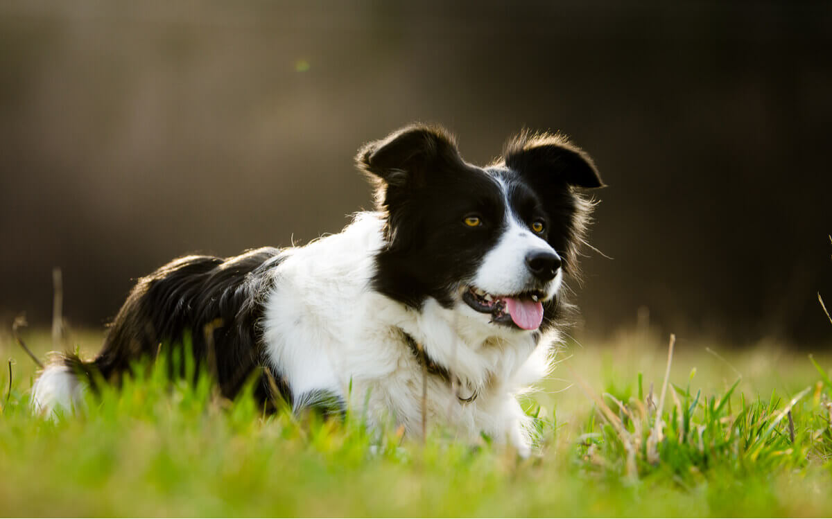 Um border collie deitado na grama.
