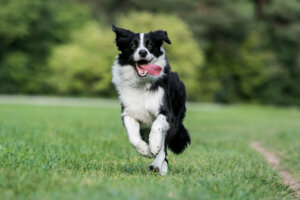 4 tipos de collie