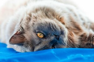 British longhair: origem e características