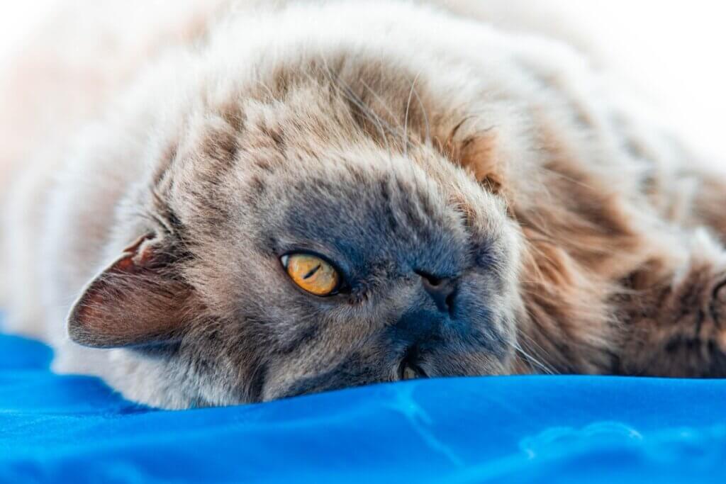 British longhair: origem e características