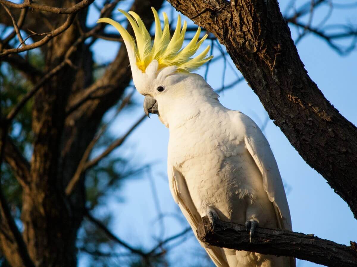 Uma cacatua-de-crista-amarela