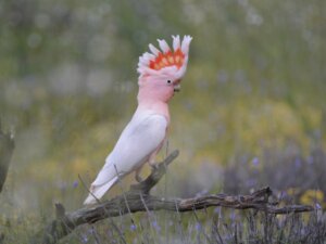 Cacatua-rosa: habitat e características