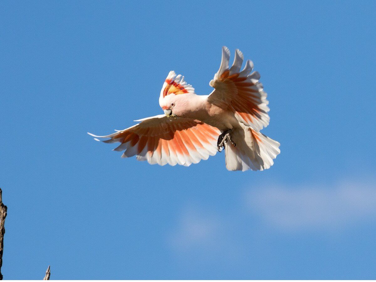 Uma cacatua-rosa voa sobre o céu azul.