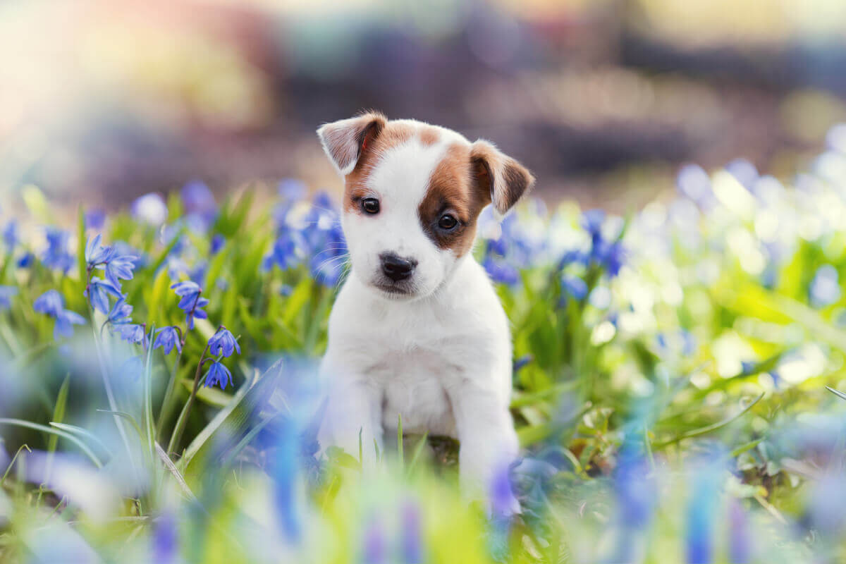 Um cachorrinho em um campo de flores.