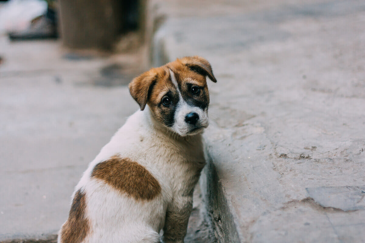Alimentando e cuidando de um cão desnutrido.