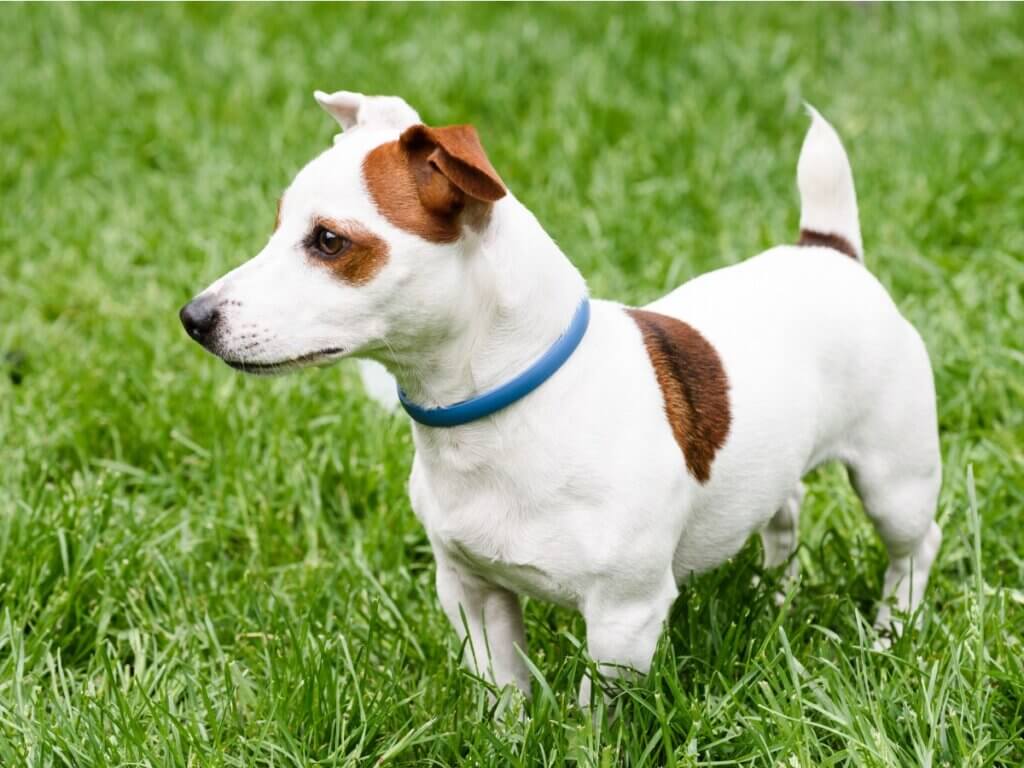 Coleiras antiparasitárias para cães: qual escolher?