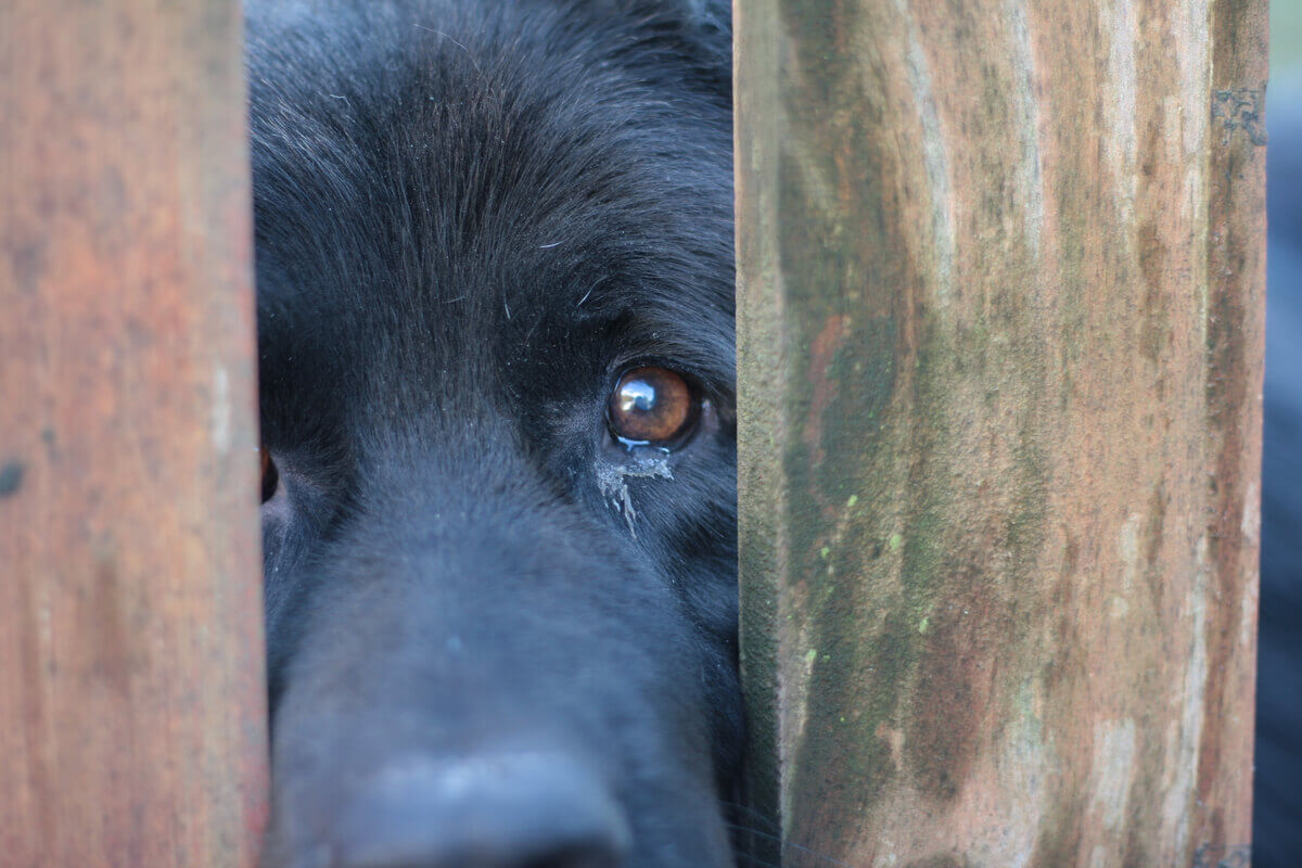 Fazer uma denúncia de abuso de animais é essencial.